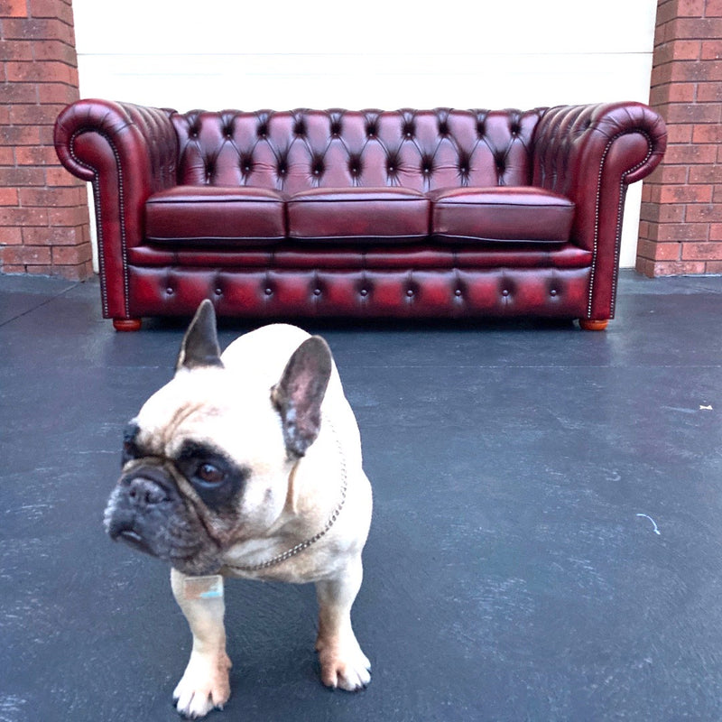 Vintage Chesterfield Leather Ox Blood Gascoigne 4 piece lounge suite restored